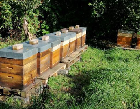 Bienenstand