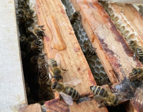 Bienen_1