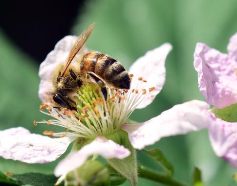 Brombeerblüte mit Biene
