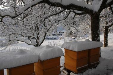 meine Bienen im Schnee