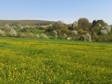Naturschutzgebiet "Auweinberge - Fuchsenloch"