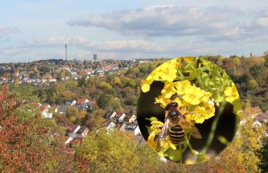 Bienenhonig aus Stuttgart 