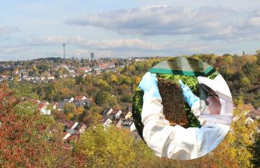 Bienenhonig aus Stuttgart - vom Imker aus Ihrer Nachbarschaft