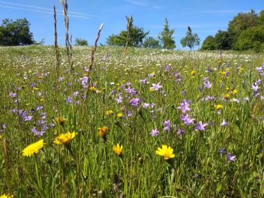 Die preisgekrönte 44-Kräuter Bienen-Wiese.