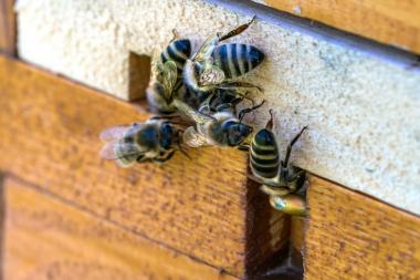 Arbeiterbienen am Flugloch