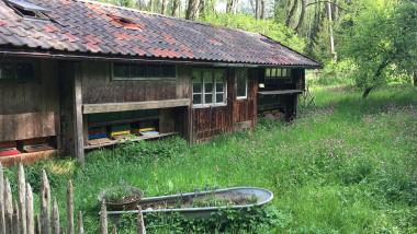 Bienenhaus im Wald 