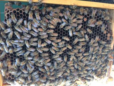 Meine Bienen