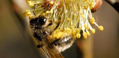 Frühe Lockensandbiene sammelt Pollen an Palmkätzchen