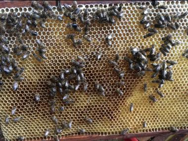 Meine fleißigen Bienen 🐝 