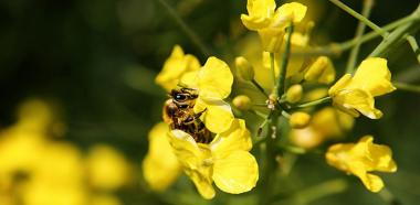 Biene auf Rapsblüte