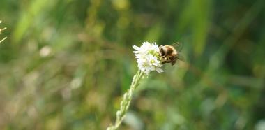 Biene auf weißer Blüte