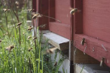 Einflugloch mit Bienen