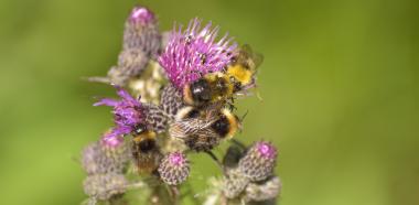 Bienen auf einer Wildblume