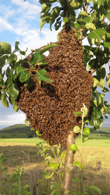 Bienenschwarm