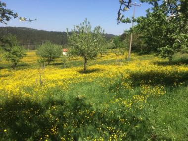 Löwenzahnblüte am Bienenstandort