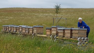 Der richtige Standort ist entscheidend für das Wohlergehen der Bienen: Viele Völker stehen inmitten reich blühender Wiesen.