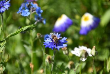 Biene auf Kornblume