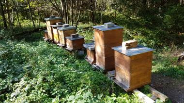 Bienenstand Forstenried
