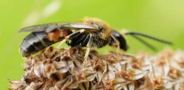 Gemeine Furchenbiene