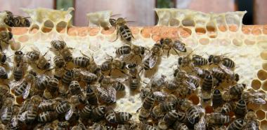 Bienenwabe mit Bienen