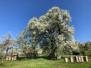 Blühender Birnenbaum am Bienenstand