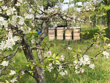 Zur Apfelblüte