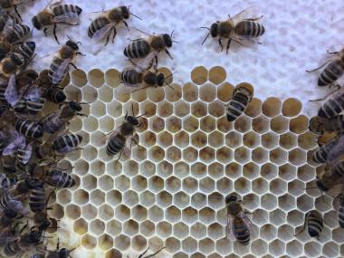 Bienen auf Wabe