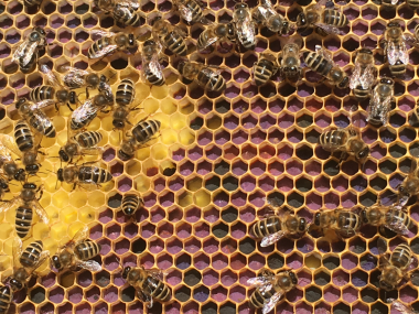 Vielfalt der Pollenfarben