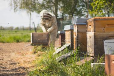 Durchschau der Bienenvölker