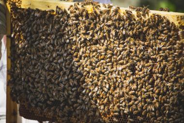 Wabe besetzt mit Bienen