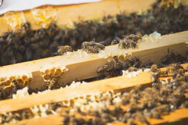 Wabengassen mit fleißigen Bienen