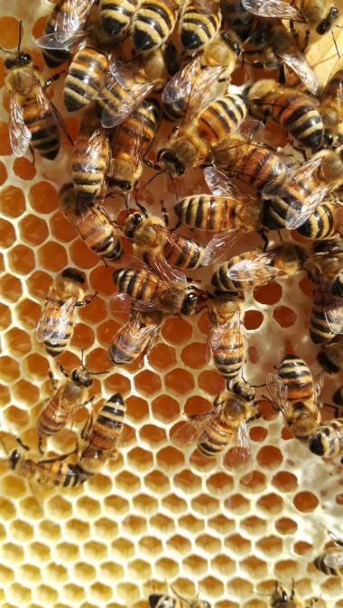 Fleißige Bienchen