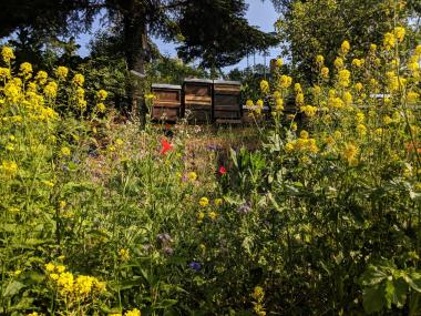 Unsere Bienen inmitten der Wildblumenwiese