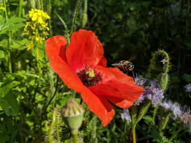 Eine unserer fleißigen Bienchen