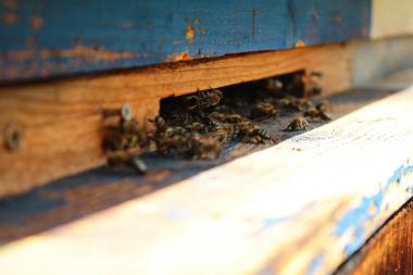 Bienen am Flugloch