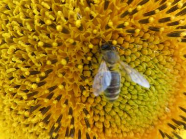 Biene auf Sonnenblume