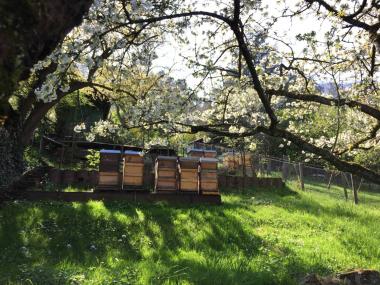Bienenstand in S-Wangen zur Kirschblüte