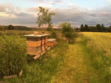 Bienen auf dem Hof