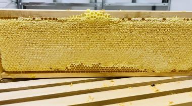 Gefüllte Honigwabe im Frühjahr
