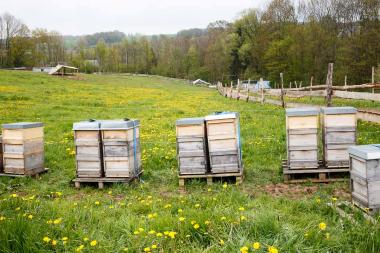 Imker Martin Kleine Bienenstandort