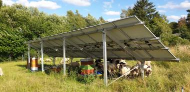 Die Schafe als Rasenmäher im Solarpark Weiperfelden vertragen sich mit meinen Bienen