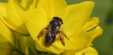 Auen-Schenkelbiene auf gelber Blüte