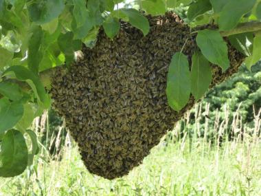 Bienenschwarm