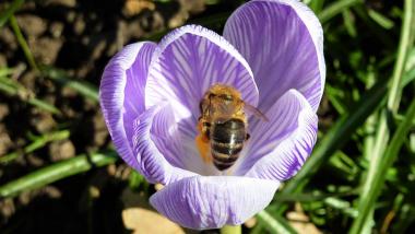 Biene im Krokus