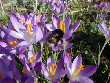 Bienenweide nicht nur für Honigbienen attraktiv