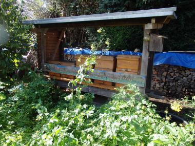Bienenstand in meinem Garten