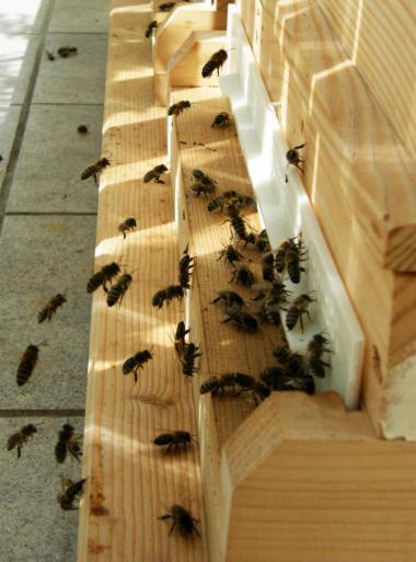 Bienenbeute