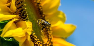 Biene auf Sonnenblume