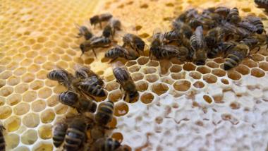 Bienen auf der Honigwabe
