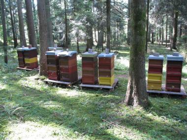 Bienen im Tannen- und Fichtenwald